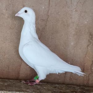 Femela 23-062