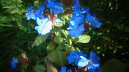 Ceratostigma plumbaginoides,superba!