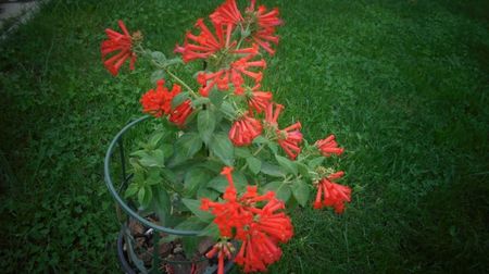 Bouvardia integrifolia