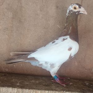 Femela meulemans 21-310
