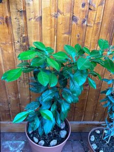 Kumquat