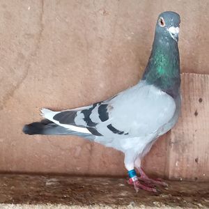 Mascul 21-305