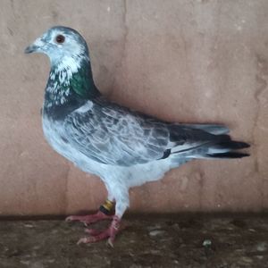 Mascul 24-454