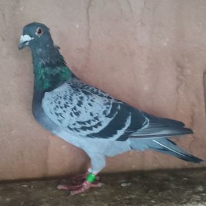Femela 23-714....-10 lei