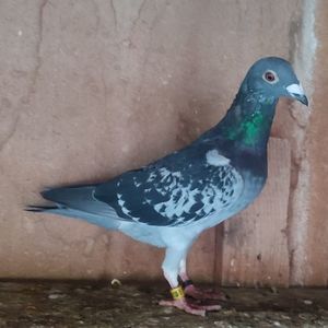 Mascul 24-502....-10 lei