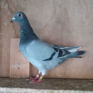 Femela 24-981