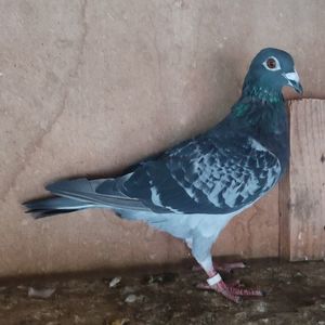 Femela 18-068....-10 lei