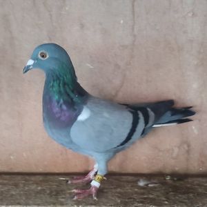 Femela 24-974