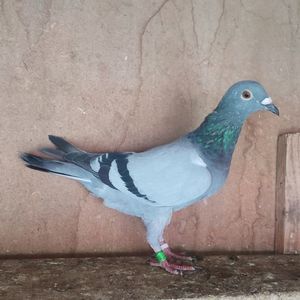 Femela 23-067....-10 lei