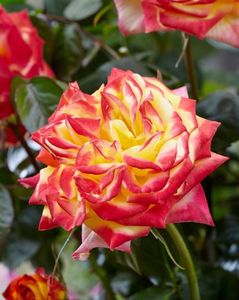 Rose Twister Select (11)