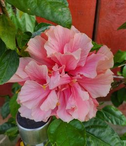Classic Pink