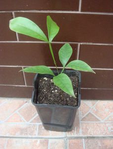Inga laurina
