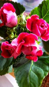 17.09.2024; Gloxinia noua
