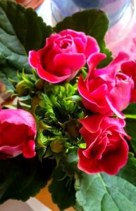 17.09.2024; Gloxinia noua
