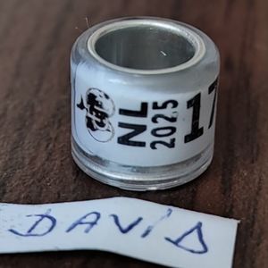 2025-Olanda