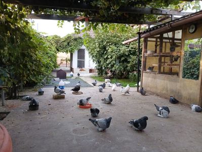 ; În dreapta se află gazonul locul lor de placere
