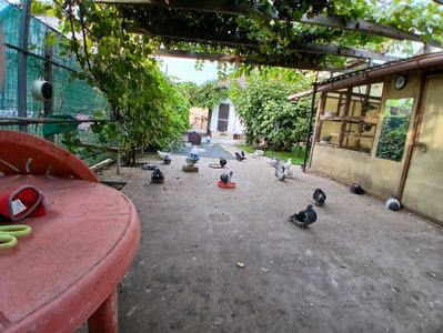 ; Aici mă recreez și eu cu porumbei și îi răsfăț cu mâncare
