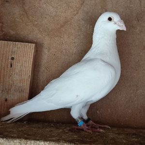 Mascul 20-476