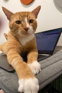 motanul casei (face videochat)