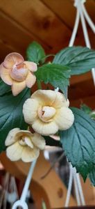 Rf's Tropicana