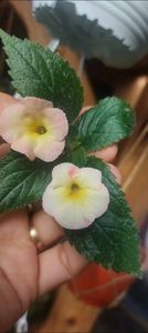 Strawberry Lemon