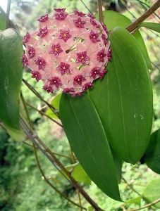 Hoya aldrichii