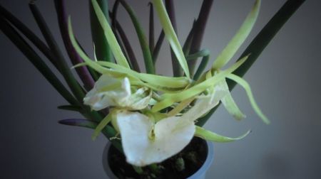 Brassavola nodosa