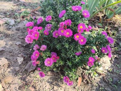1. Aster pitic - Ciclam barut