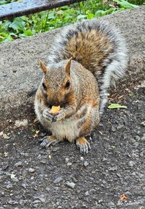 Brown Canadian ecureuil in Park La Fontaine, Montreal