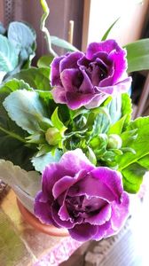 21.09.2024; Gloxinia nouă

