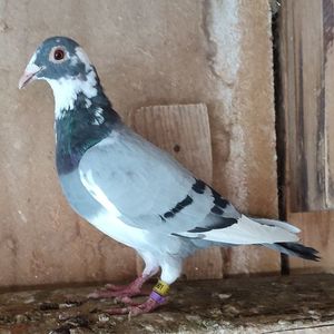 Mascul 24-901