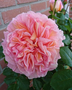 Abraham Darby (tufa) 70; Culoare: Caisă.  Înflorirea repetată
Parfum: Puternic, Fructat. Dimensiunea florii: mare
Familie: trandafir englezesc
Dimensiune: Arbust mare peste 1m
