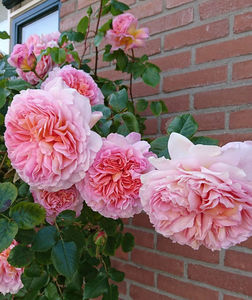 Abraham Darby (tufa) 70; Culoare: Caisă.  Înflorirea repetată
Parfum: Puternic, Fructat. Dimensiunea florii: mare
Familie: trandafir englezesc
Dimensiune: Arbust mare peste 1m
