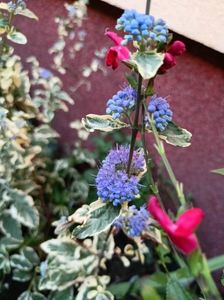 Caryopteris White Surprise