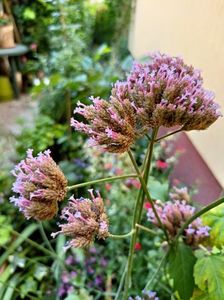 Verbena bonariensis