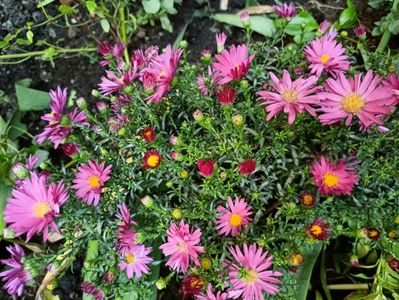 Aster