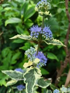 Caryopteris White Surprise