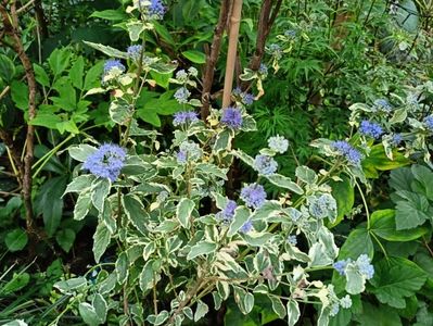Caryopteris White Surprise
