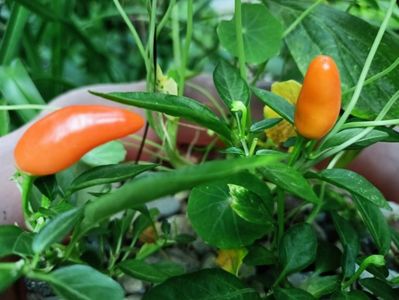 Chilli