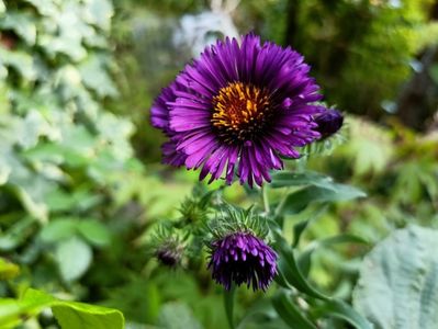 Aster Violetta