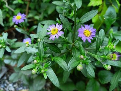 Aster Ezo Murasaki