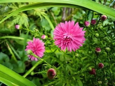 Aster