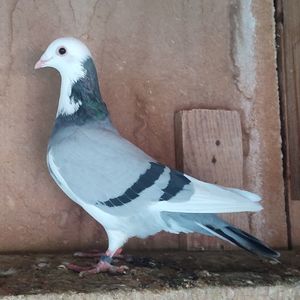 Mascul 24-515