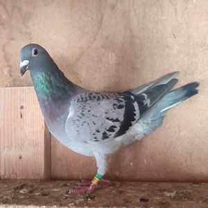 Femela 24-803