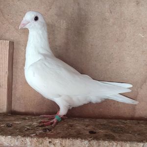 Mascul 23-503