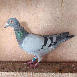 Mascul 21-880