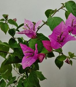 Violet September