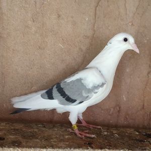 Pui 24-539