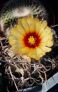 Astrophytum capricorne