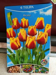 25.09.2014-lalele "bicolor"